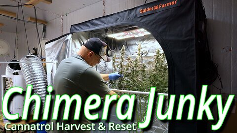 Chimera Junky Harvest: Spider Farmer SF2000 EVO Flower Tent Update
