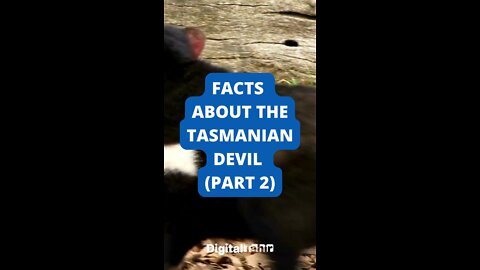 PART 2: Top 10 Facts About the Tasmanian Devil #shorts