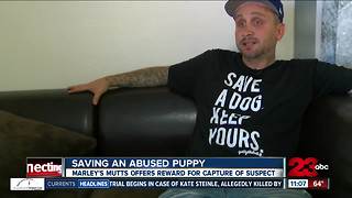 Marley's Mutts offers reward for abused puppy