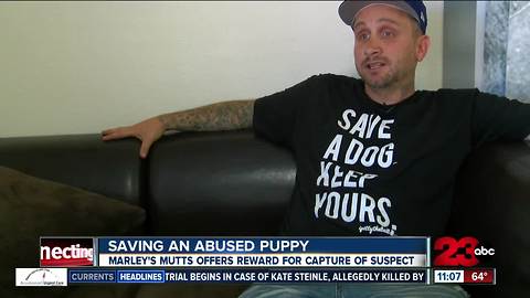 Marley's Mutts offers reward for abused puppy