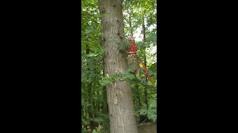 Cat Being Walked on a Leash Loves to Climb Trees