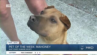Pet of the Week: Mahoney