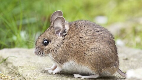 kangaroo rat : facts about desert kangaroo or kangaroo rat