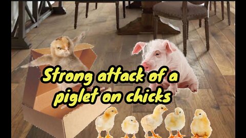 Strong attack of a piglet wars