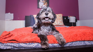 Check Out What The Inside Of New York's Luxury Dog Hotel Looks Like