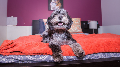 Check Out What The Inside Of New York's Luxury Dog Hotel Looks Like