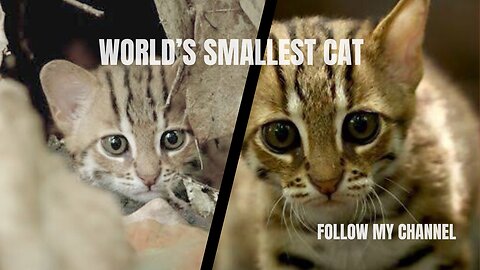 World's Smallest Cat 🐈