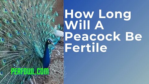 How long will a peacock be fertile, Peacock Minute, peafowl.com