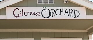 Gilcrease Orchard pumpkin patch opens Saturday, with some changes for 2020