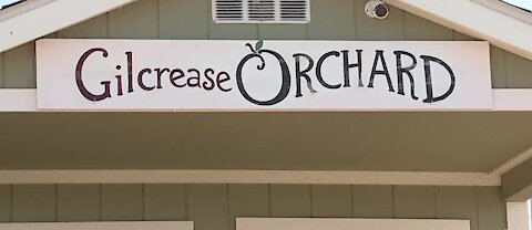 Gilcrease Orchard pumpkin patch opens Saturday, with some changes for 2020