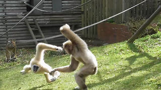 Crazy gibbons put on spectacle for zoo visitors