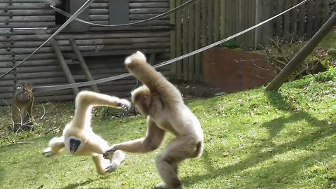 Crazy gibbons put on spectacle for zoo visitors