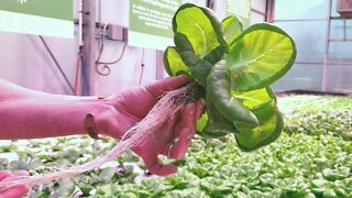 AMAZING Hydroponic Farm Donates 100% of Its Food