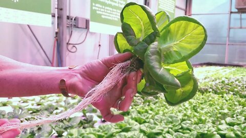 AMAZING Hydroponic Farm Donates 100% of Its Food