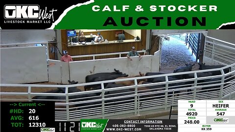 8/22/2023 - OKC West Calf and Stocker Auction