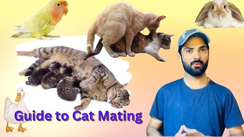 Cat in heat And Mating