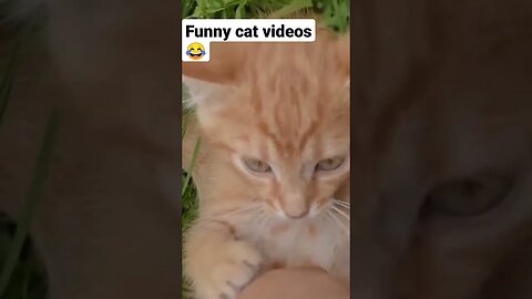 Funny cat Video 😂 #funny #funnyshorts #funnyvideo #fun #cat #funnycats