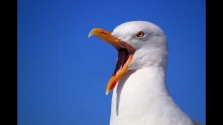 Une mouette hors-la-loi vole de la nourriture