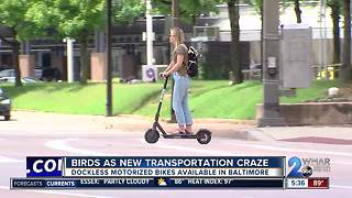 Birds as new transportation craze in Baltimore