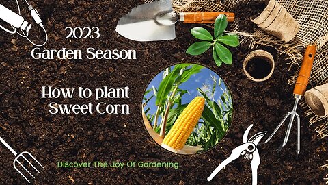 How to Grow Sweet Corn in a Garden