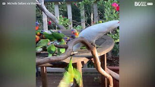 Cockatoo engages in pecking disorder while trying to protect food from feathered thieves