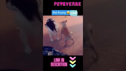 Funny pet animals 😂🤣 || funny dog .......#shorts #funnydog #funnycat #funnypet #funnyanimals