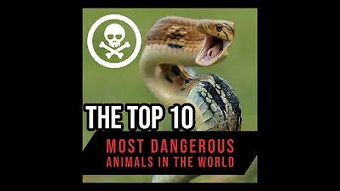 TOP 10 Most Dangerous Animals in the World