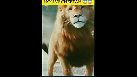 LION VS CHEETAH VIRAL SHORTS VIDEO