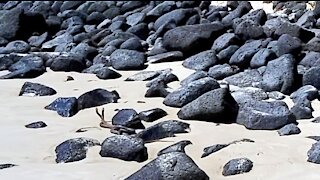 Two deadly brown snakes battle it out on a beach in Australia