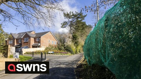 Halesowen residents distraught after oldest UK hedgerow is covered nets to stop birds nesting