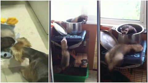 Cavalier hilariously blocks huge Newfie from his own food bowl