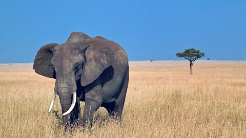 Sound of elephants in the forest