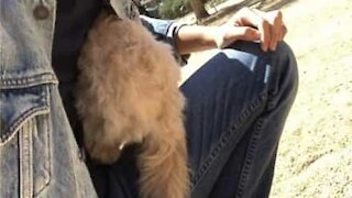 Dog loves to hide in owner's jacket