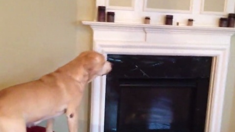 Clever Dog Finds Hidden Treats Around The House