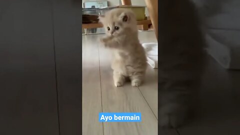 Anak kucing meong ayo bermain #short #kucingmeong #kucinglucu #catcutevideo