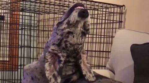 AFV Funniest Dog Videos From August 2018