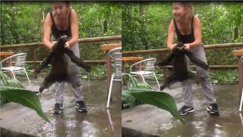 Helpless sloth gets rescued after falling into pond in Costa Rica