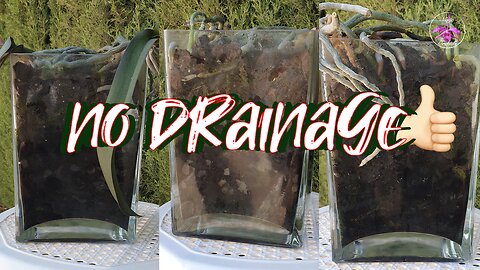 Grow Orchids in Containers Without Drainage Holes Successfully | Orchid Care Tips #ninjaorchids