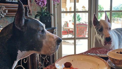 Polite Great Danes Beg for Veggies at the Table
