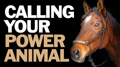 Communicate With Your Power Animal