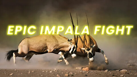 Impala Rams Fighting