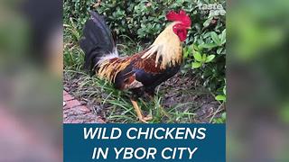 The wild chickens of Ybor City