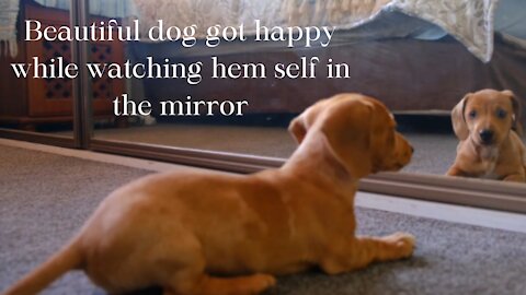 Beautiful Dog got happy while watching hem self in the mirror