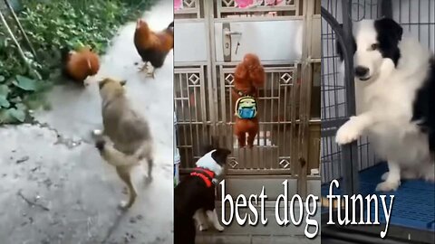 best Funny Dog and hen fighting Videos 2023