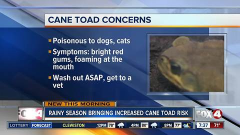 Conditions right for dangerous Cane Toads