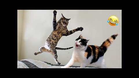 Funny animals - Cats | Dogs - Try not to laugh