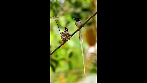 how cute mother sparrow feed her three children