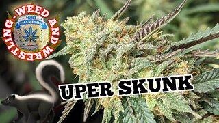 Cannabis 'SuperSkunk' Weed Week 8 | Day 60 - Harvesting 'SuperSkunk' Cannabis | Weed And Wrestling