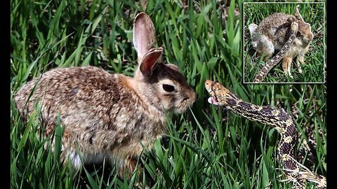 Rabbit chases away the snake