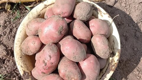 Время Расплата😁👍|#food #farming #рекомендации #viral #video #recommended #potato #viralvideo #like